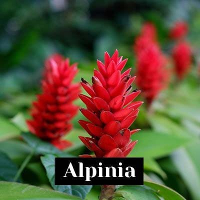 Alpinia - care tips