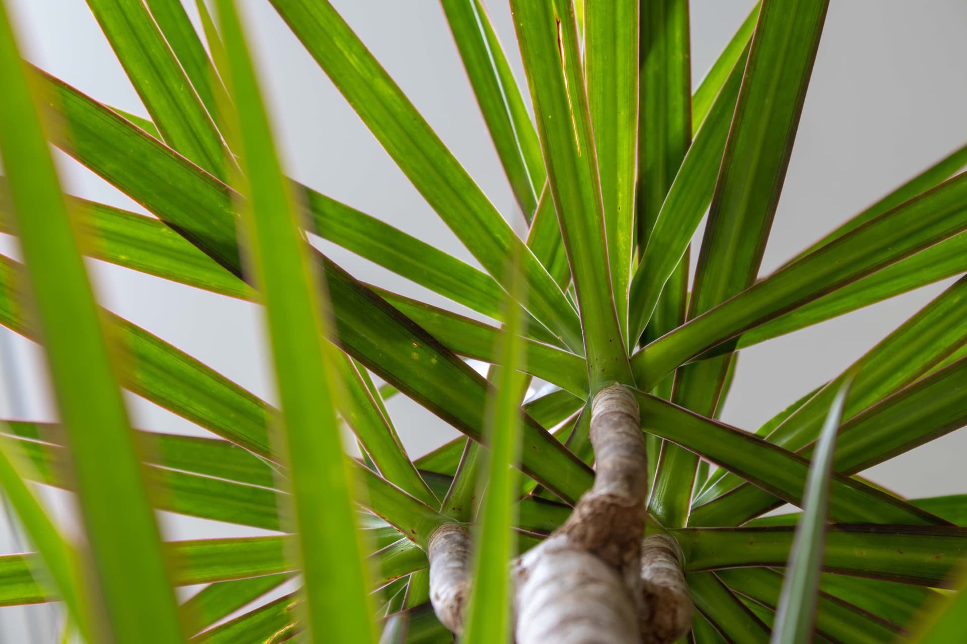 Dracaena leaves