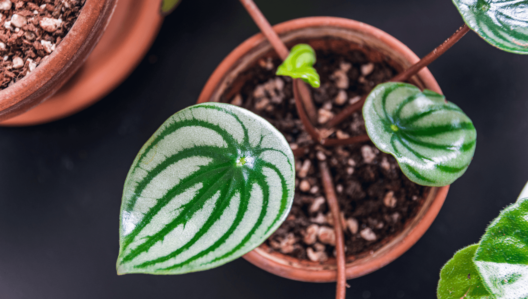 Peperomia leaves