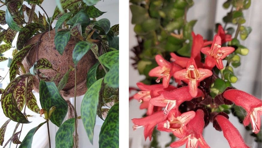 Lipstick plant.jpg