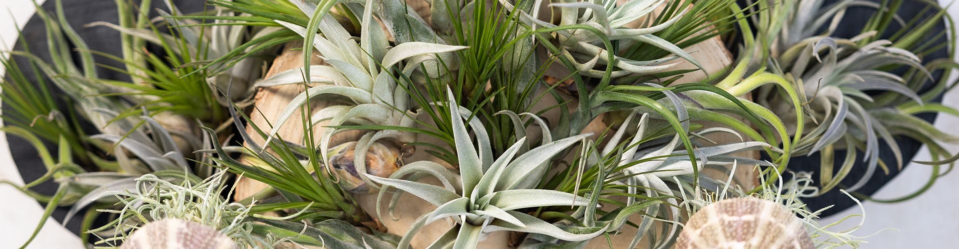 Banner Tillandsia