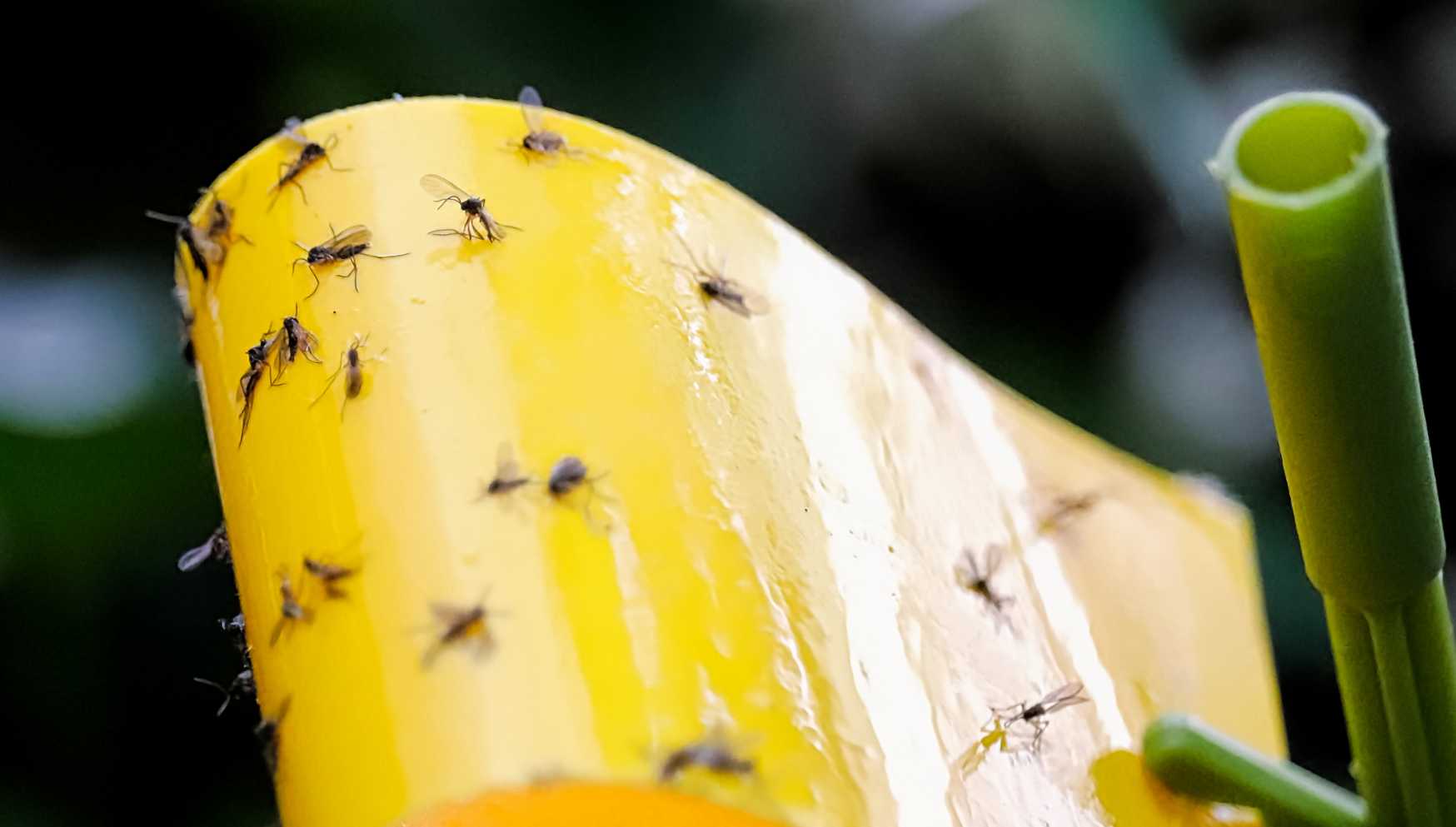 Fungus gnats on sticky fly catcher