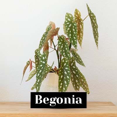 Begonia - care tips