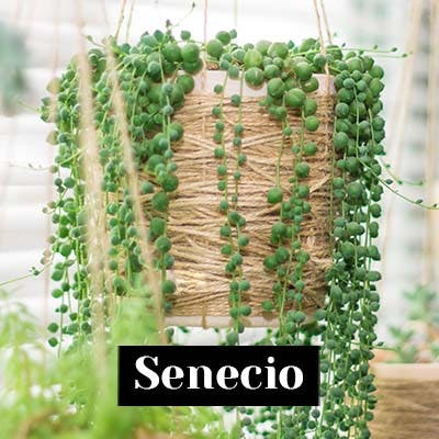 Senecio - care tips