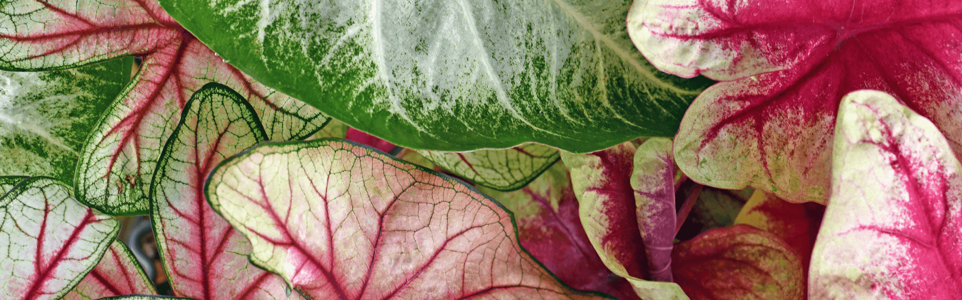 Caladium banner