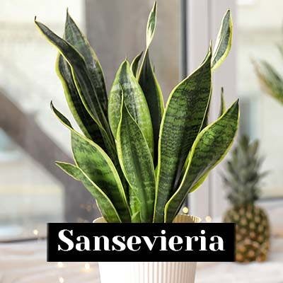Sansevieria - care tips