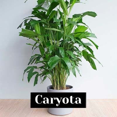 Caryota - plant care