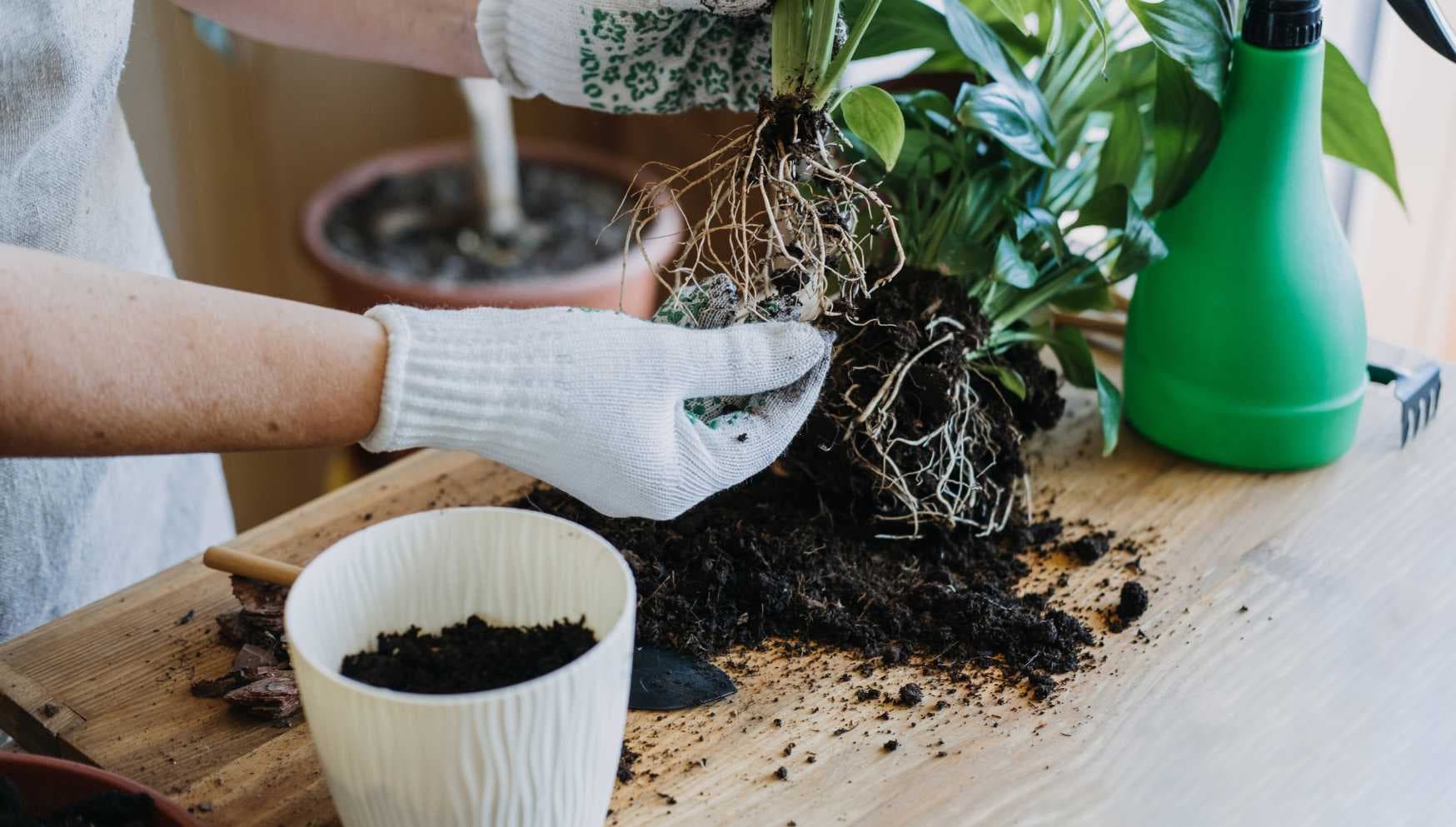 Propagating root division and tearing