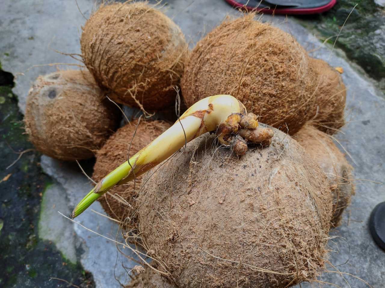 Cocos sprouting.jpg