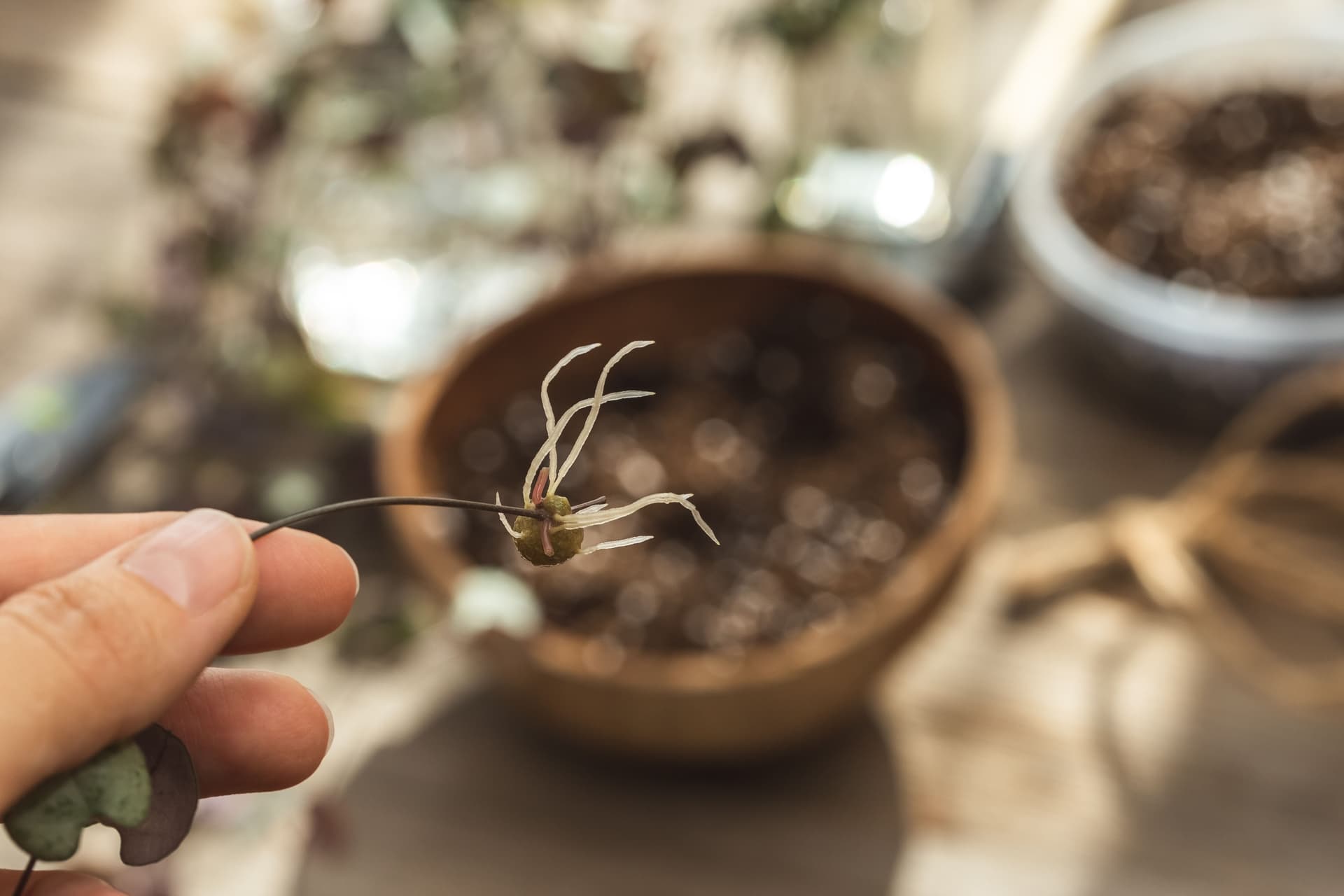 Ceropegia roots