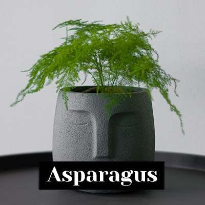 Asparagus - care tips