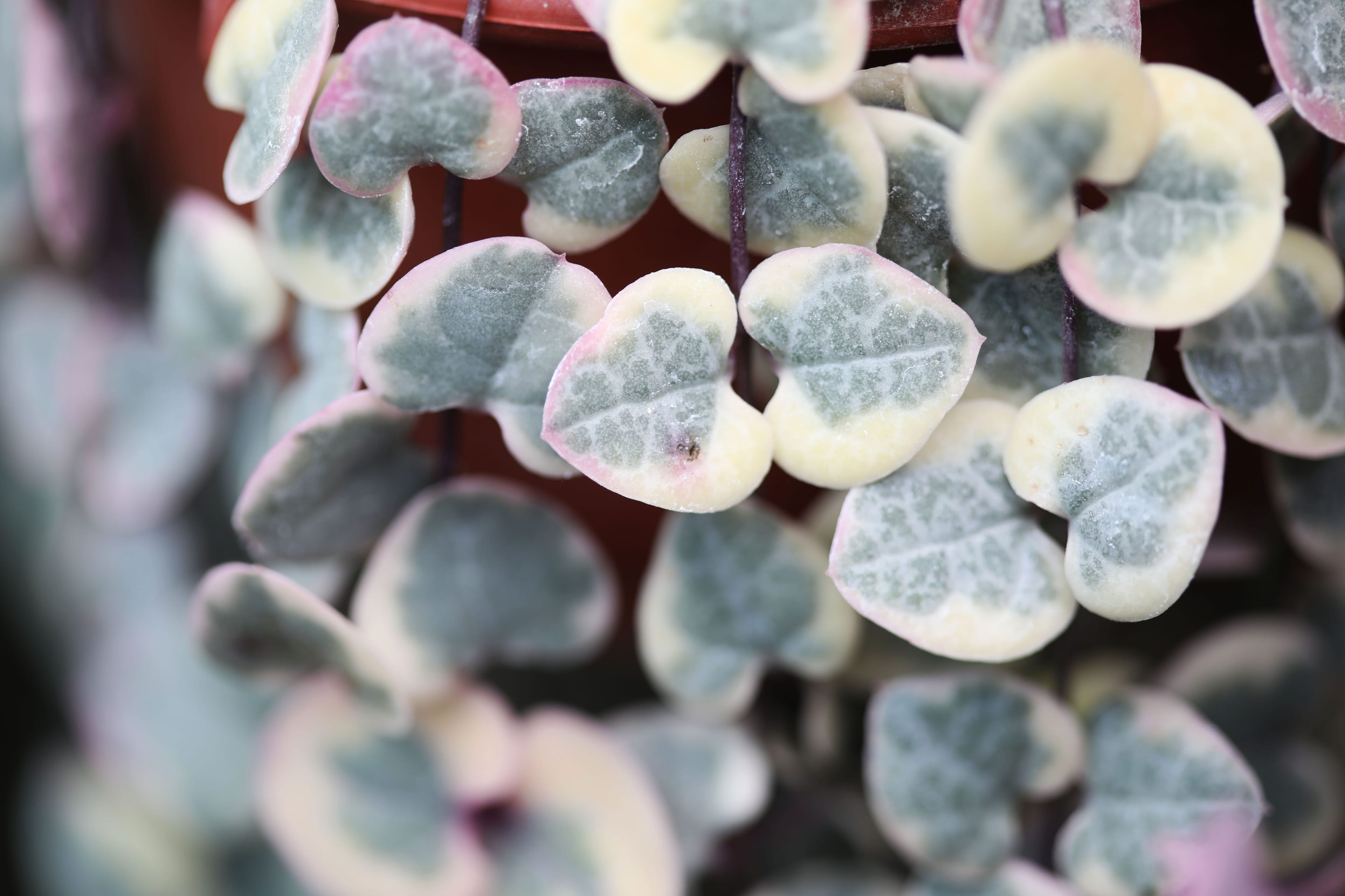 Ceropegia close up