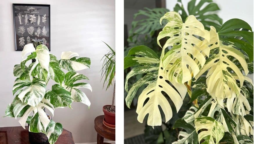 Monstera Deliciosa Variegata.jpg