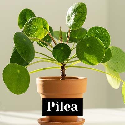 Pilea - care tips