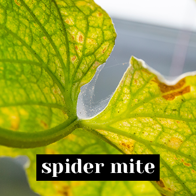 Spider mite