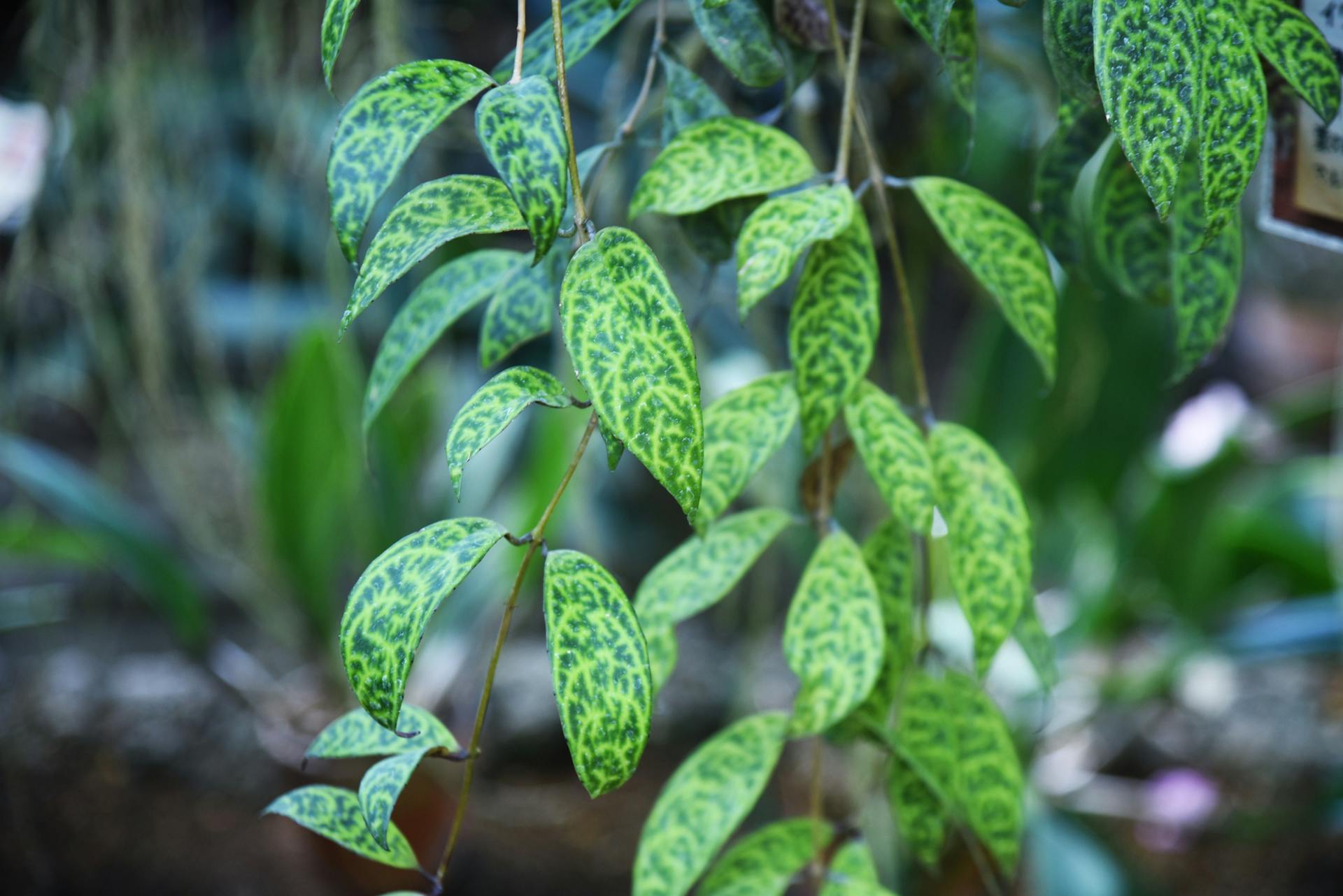 Aeschynanthus leaves