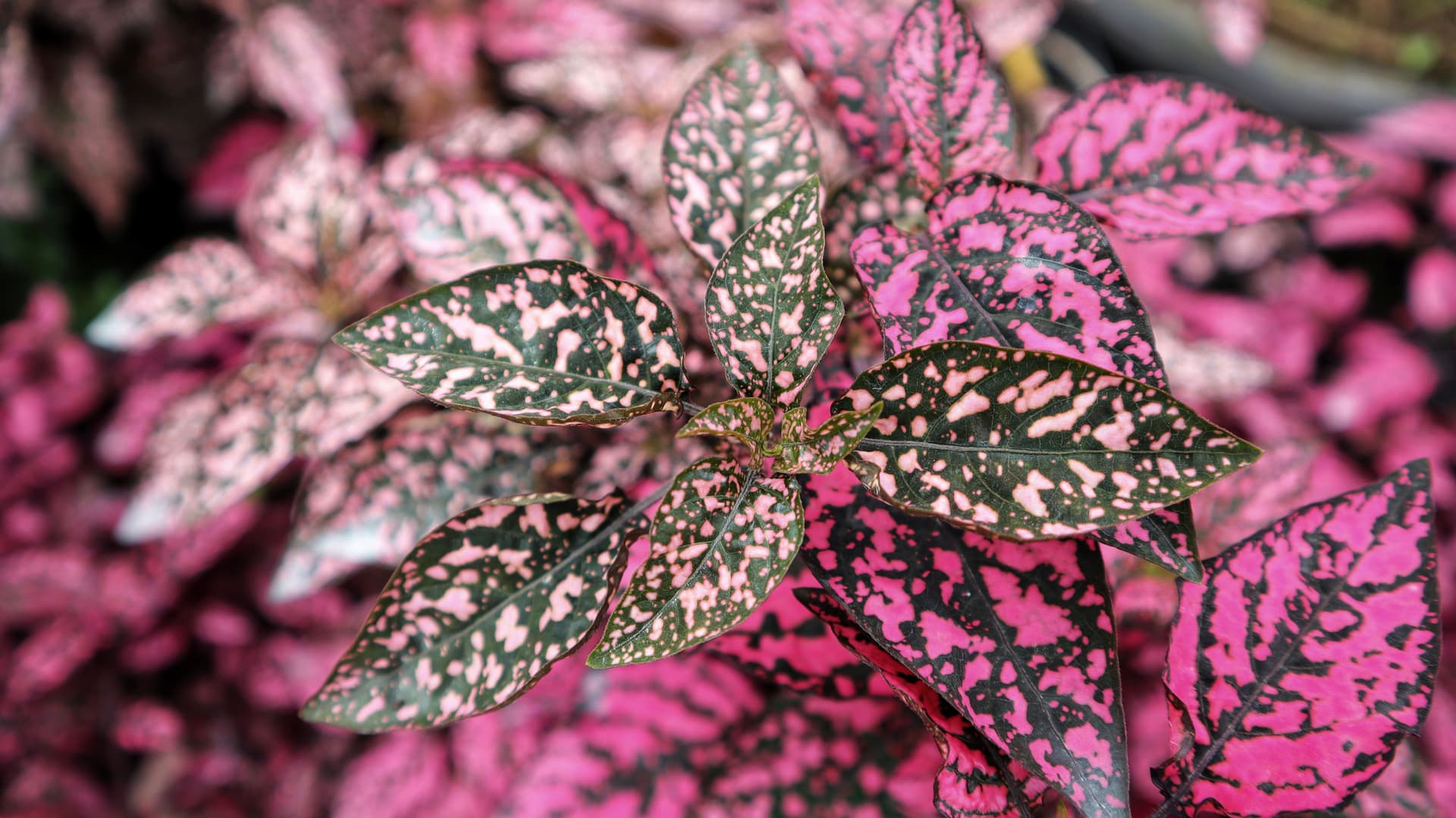 Hypoestes pink leaves