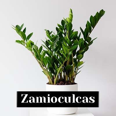 Zamioculcas - care tips