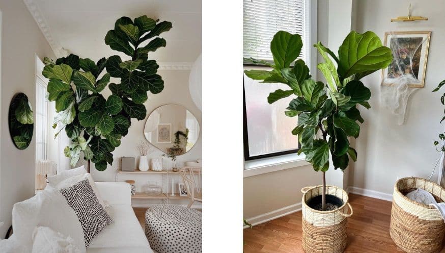 fiddle leaf fig.jpg