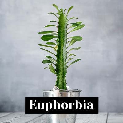 Euphorbia - care tips