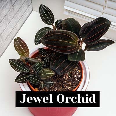 Jewel Orchid - care tips