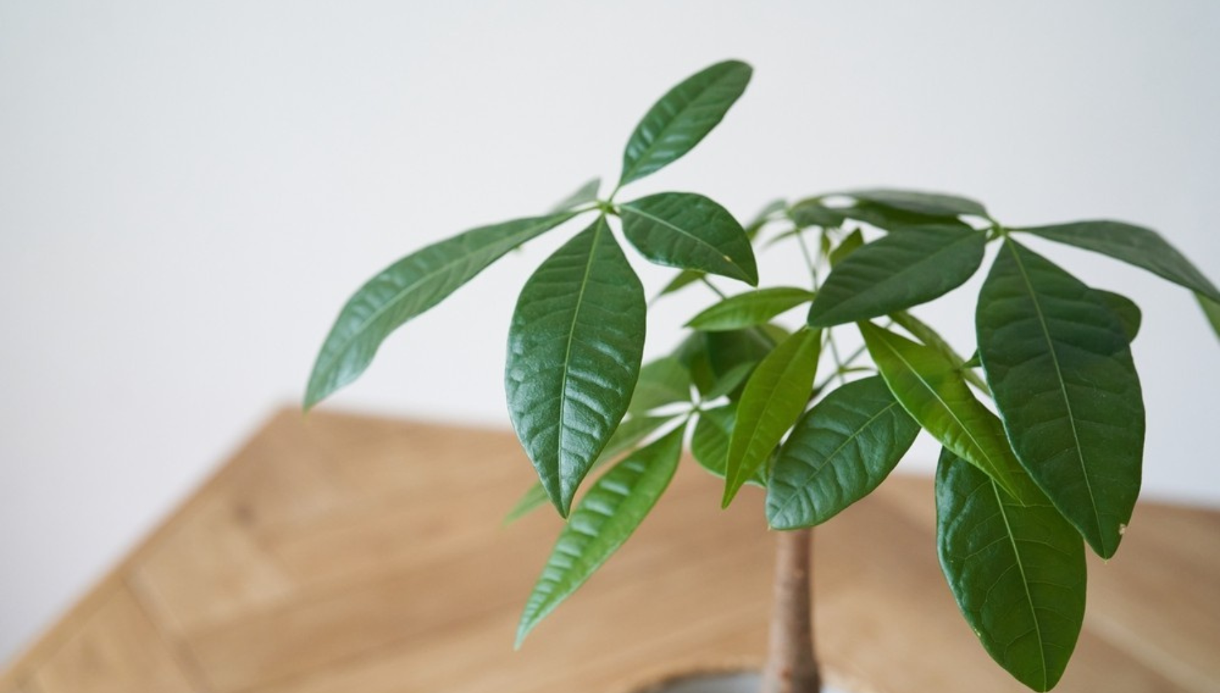 Pachira plant