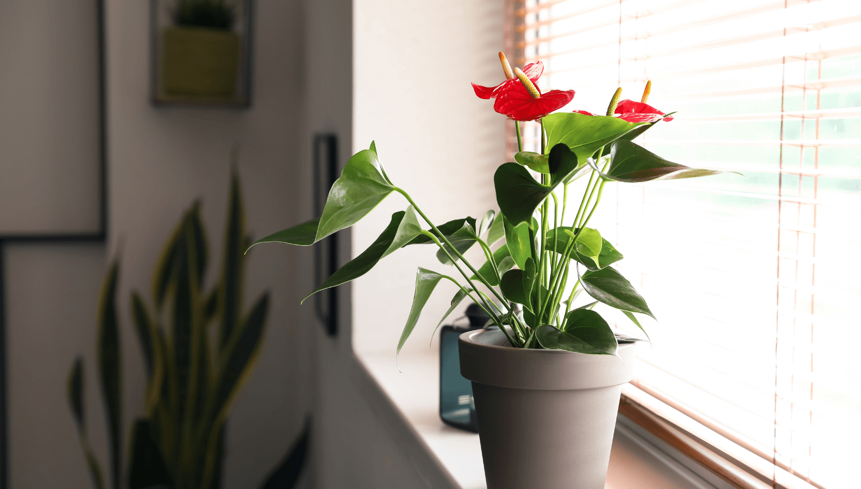 Anthurium flower