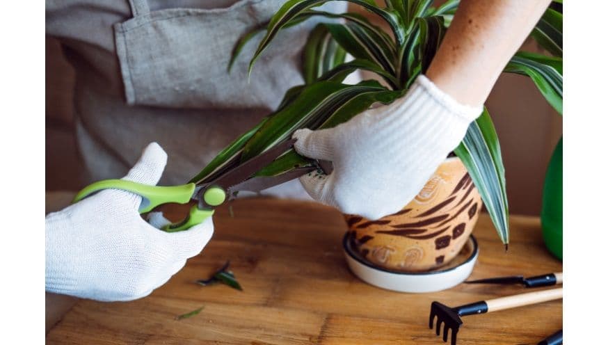 cutting leaves.jpg