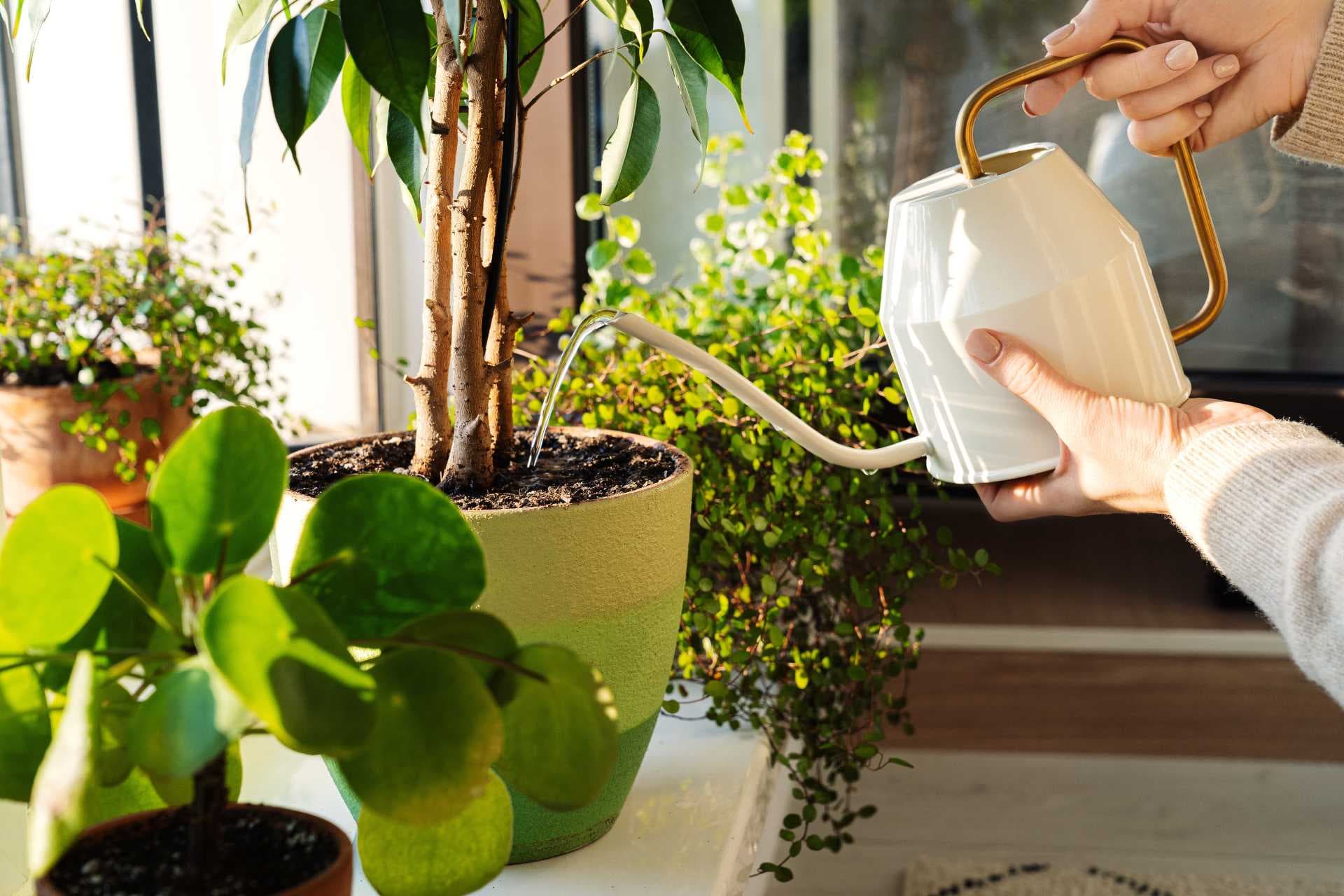 watering can