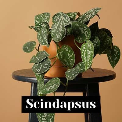 Scindapsus - care tips