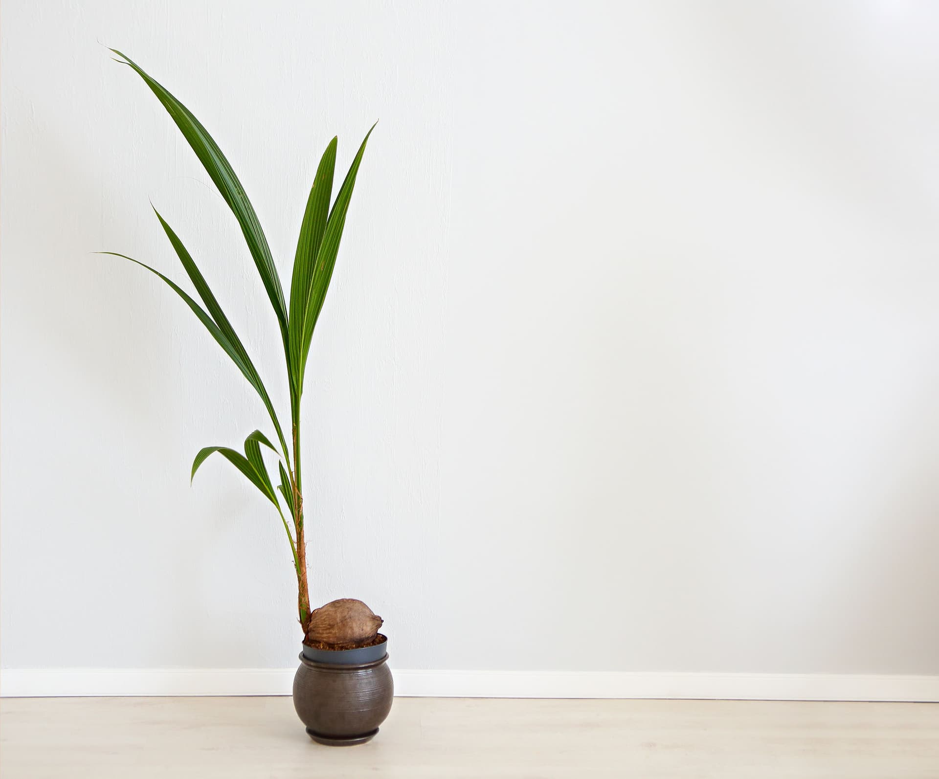 Cocos houseplant