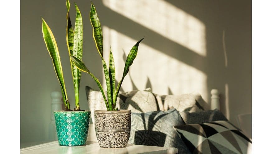 snake plants.jpg