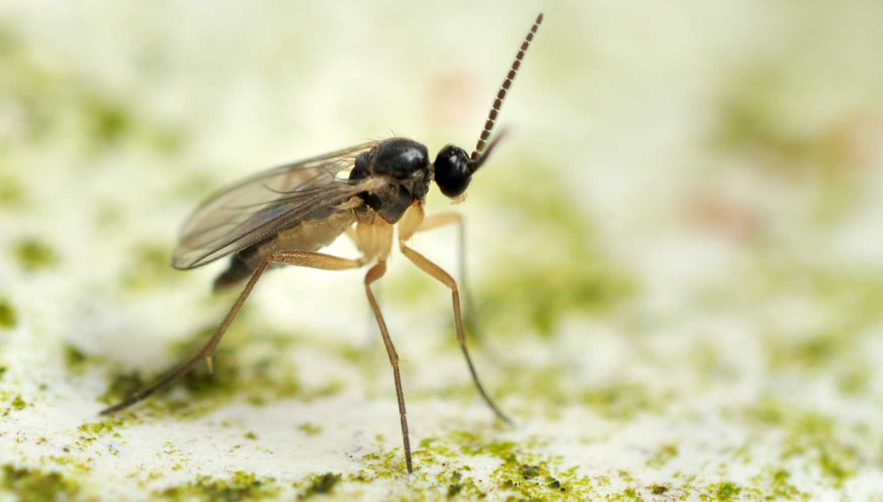 How to get rid of fungus gnats