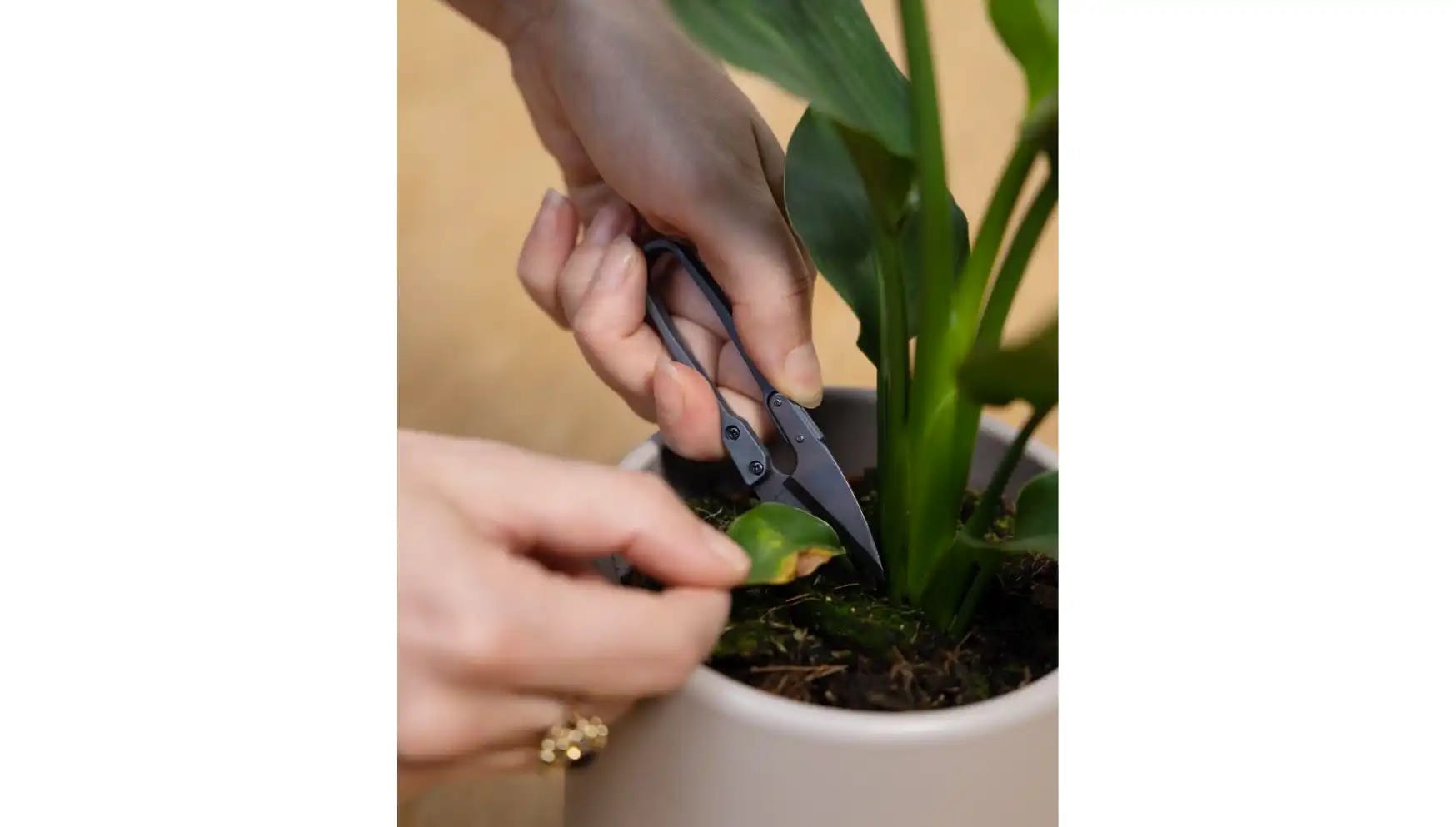Pruning shears with plant