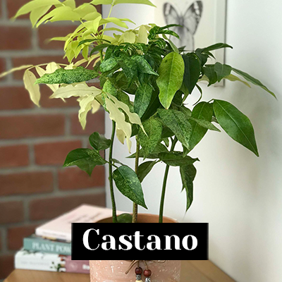 Castano - care tips