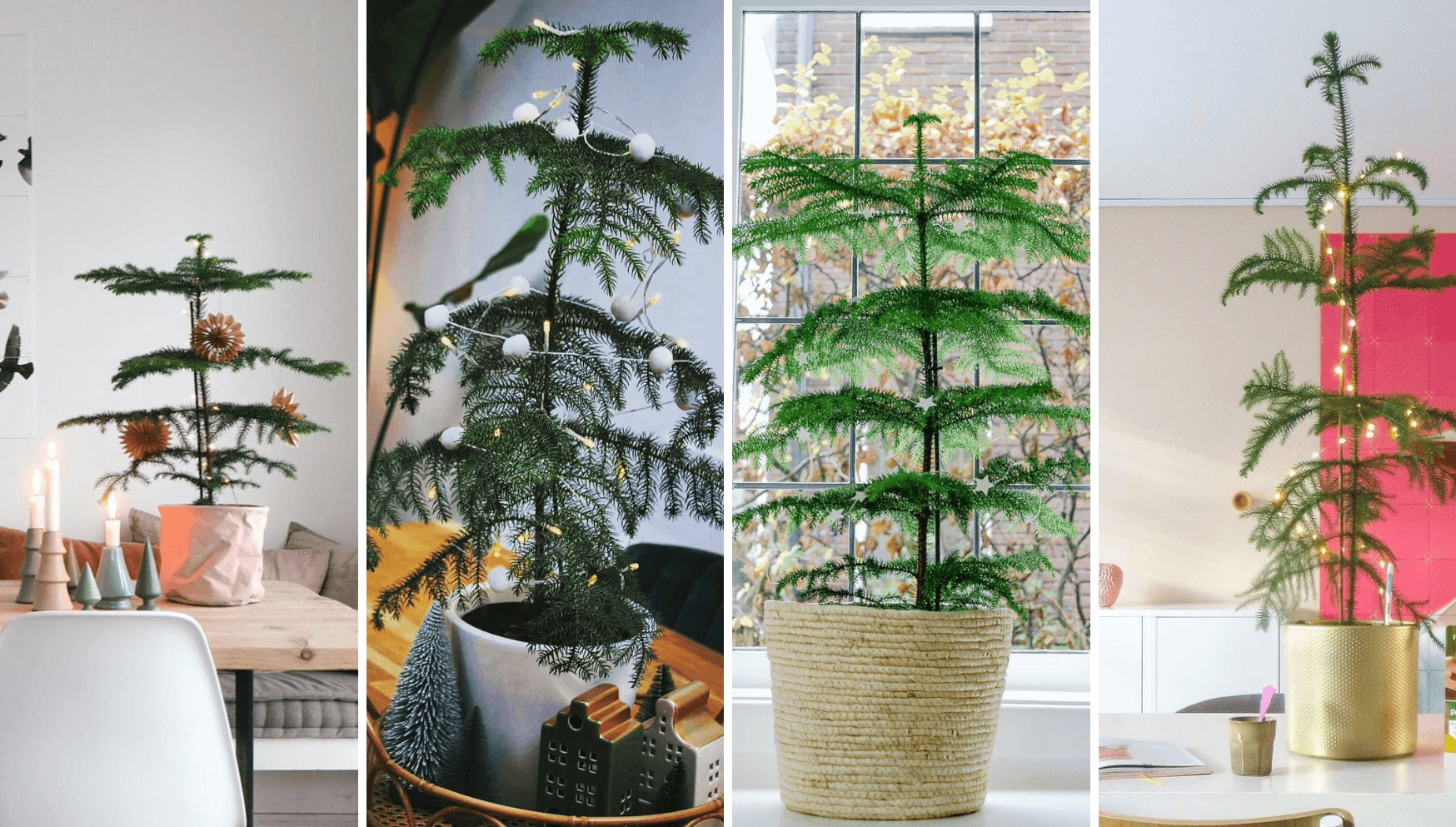 Araucaria heterophylla Christmas 2