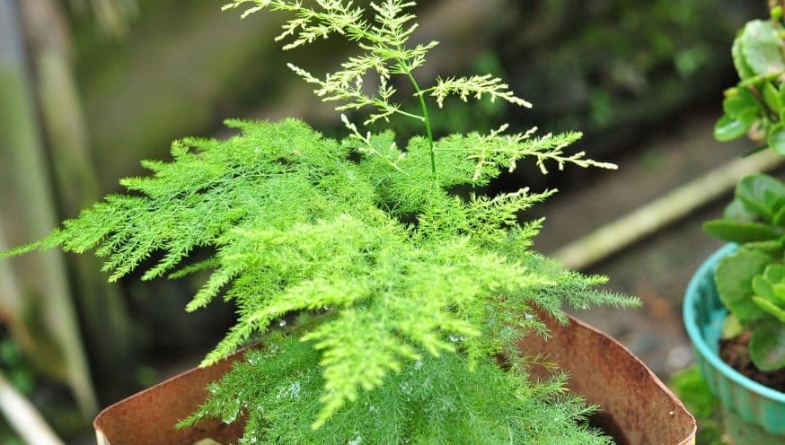 Asparagus Fern Care: Expert Care Tips for Plants