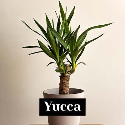 Yucca - care tips