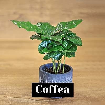 Coffea - care tips