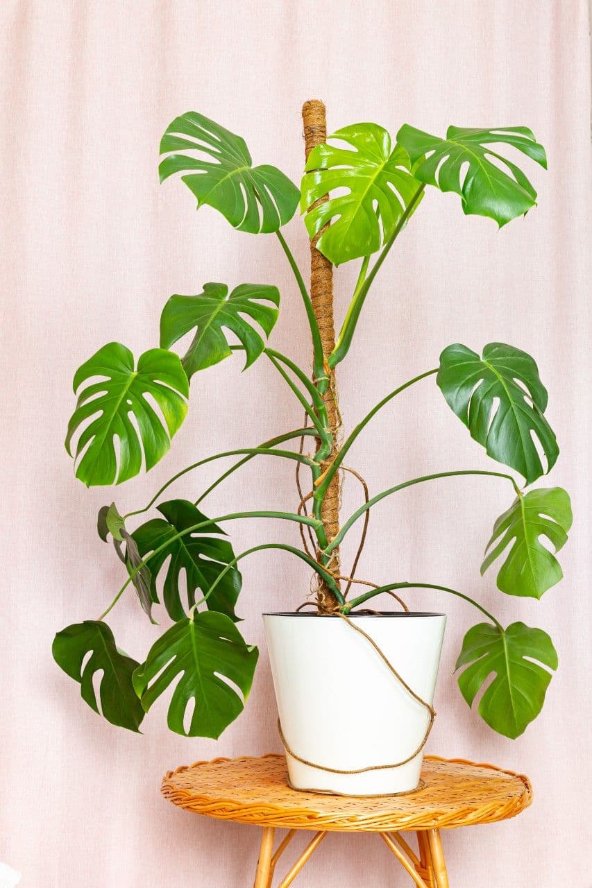 Moss-pole-monstera-staand.jpg