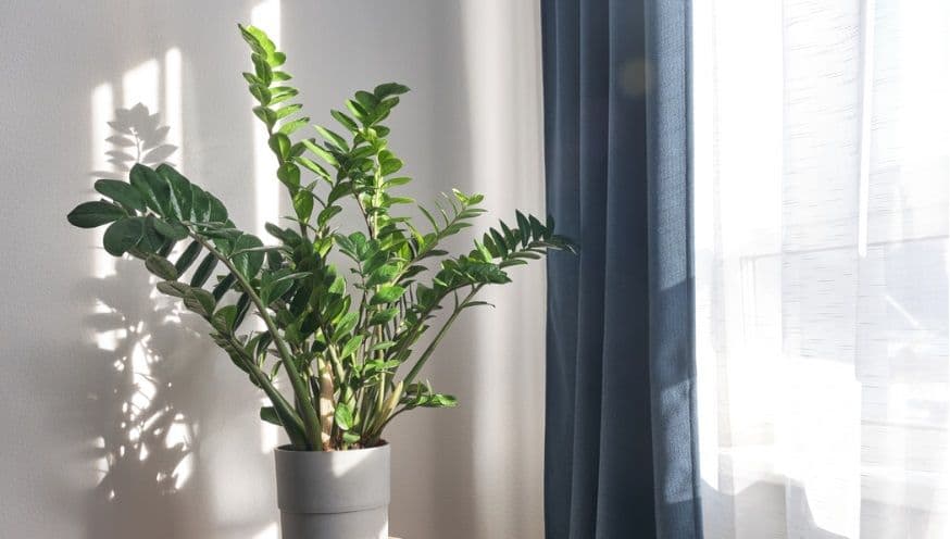 Zamioculcas 1.jpg