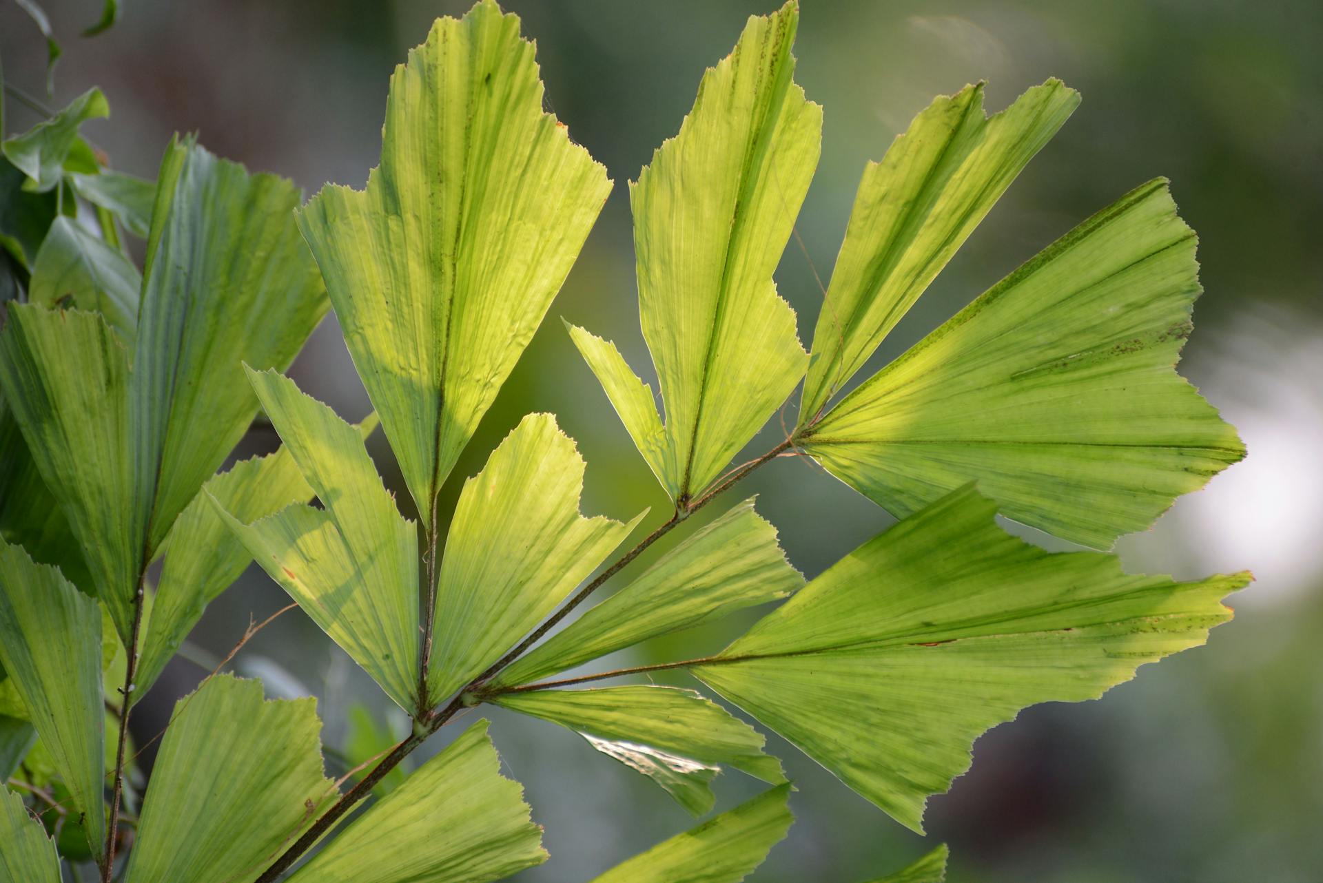 Caryota leaves