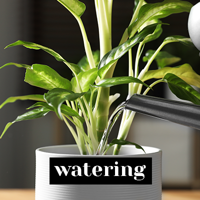 Watering your plant
