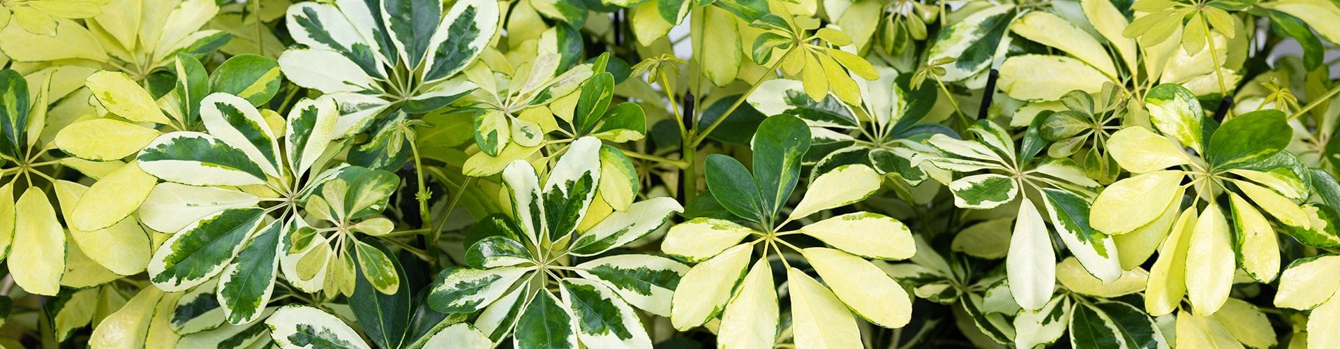 Banner Schefflera care