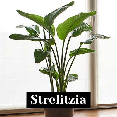 Strelitzia - care tips