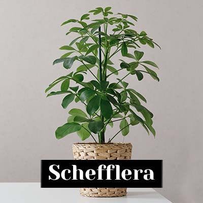 Schefflera - care tips