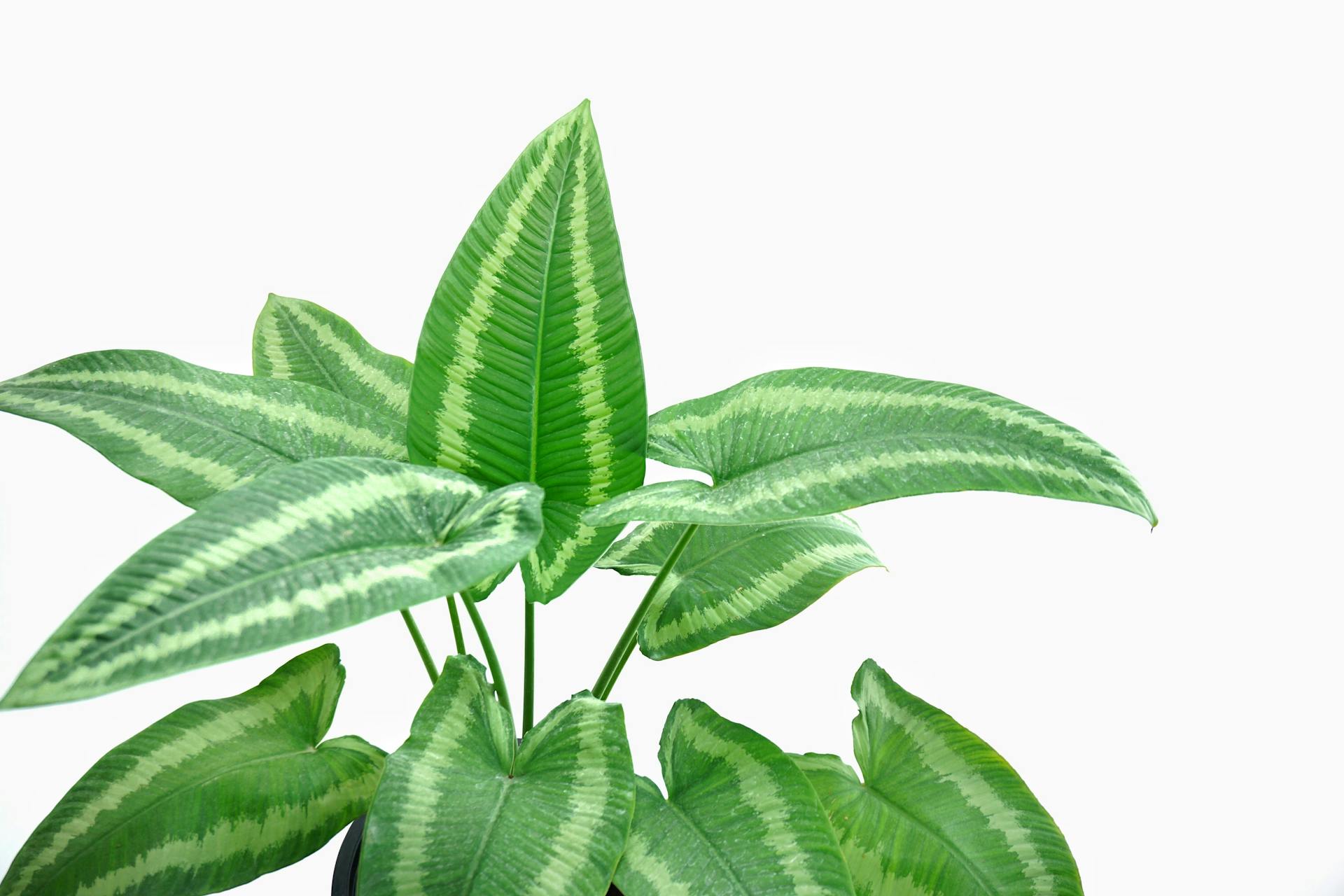 Schismatoglottis plant