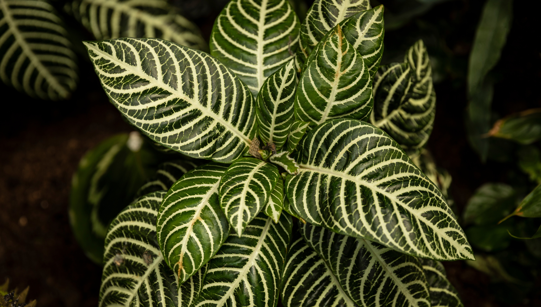 Aphelandra Zebraplant leaves