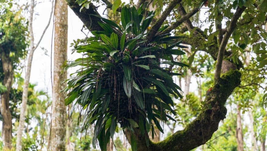 Epiphyte growing in tree.jpg