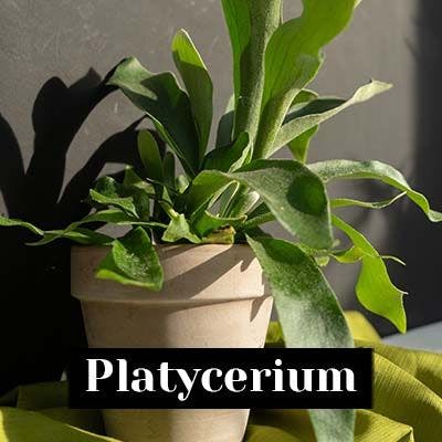 Platycerium - care tips